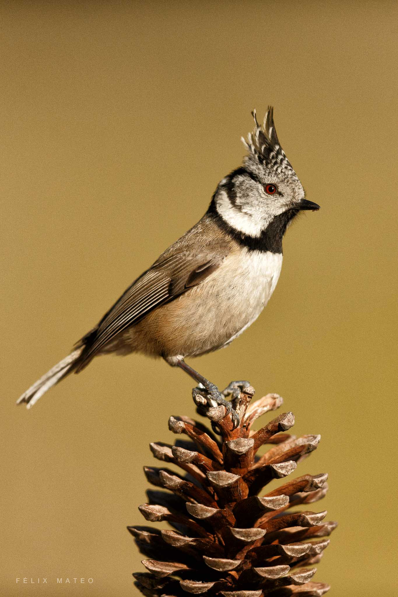 Canon EF 500mm F4L IS II USM sample photo. Herrerillo capuchino photography