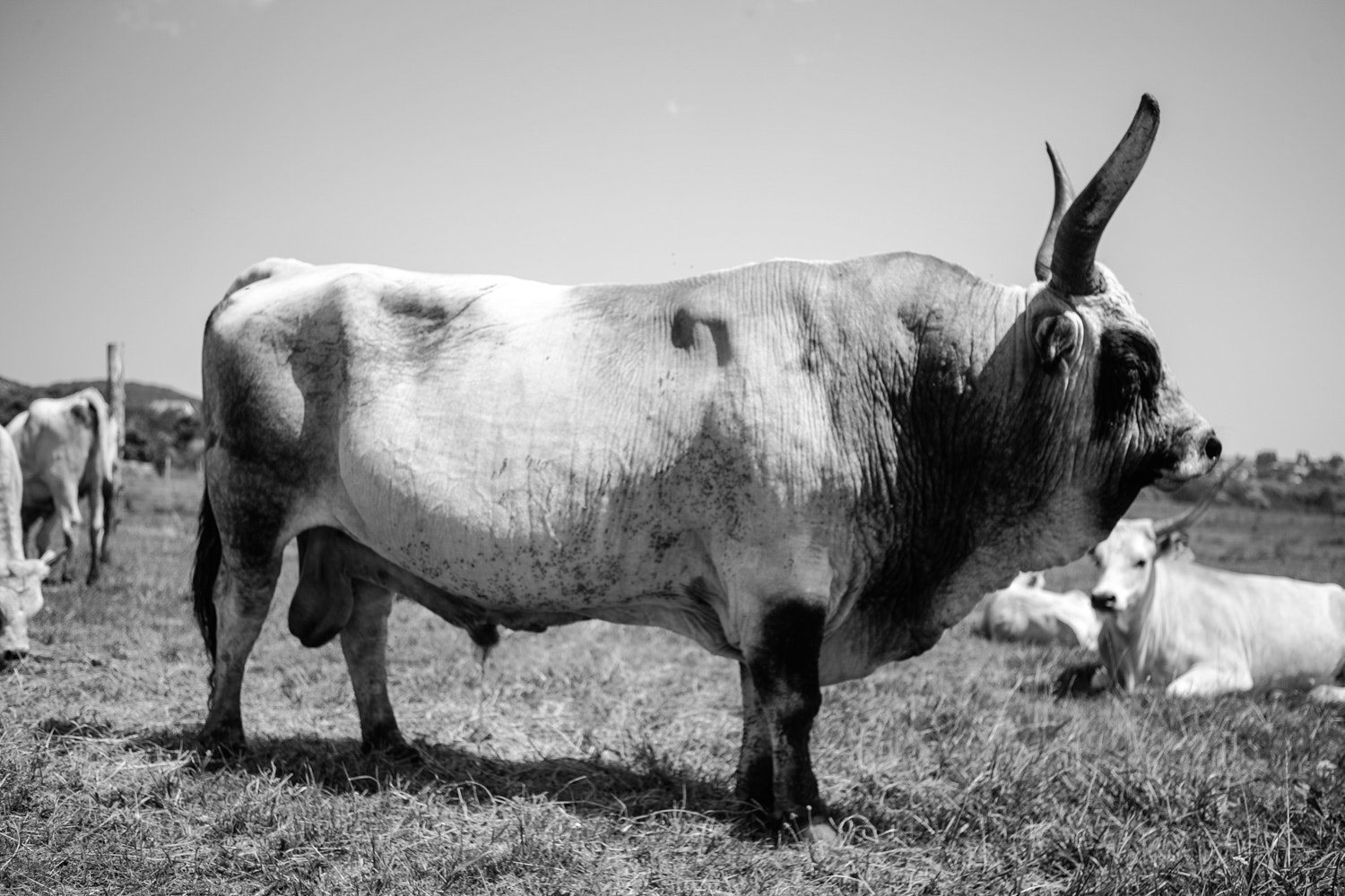 Canon EOS-1Ds Mark II sample photo. Cattle photography