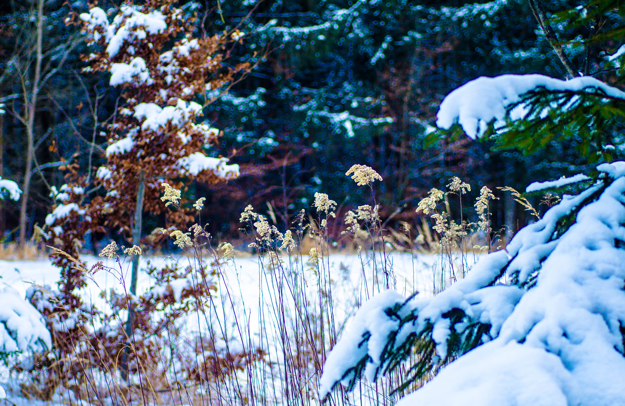 Sony a6000 sample photo. Alle zeiten außer frühling photography