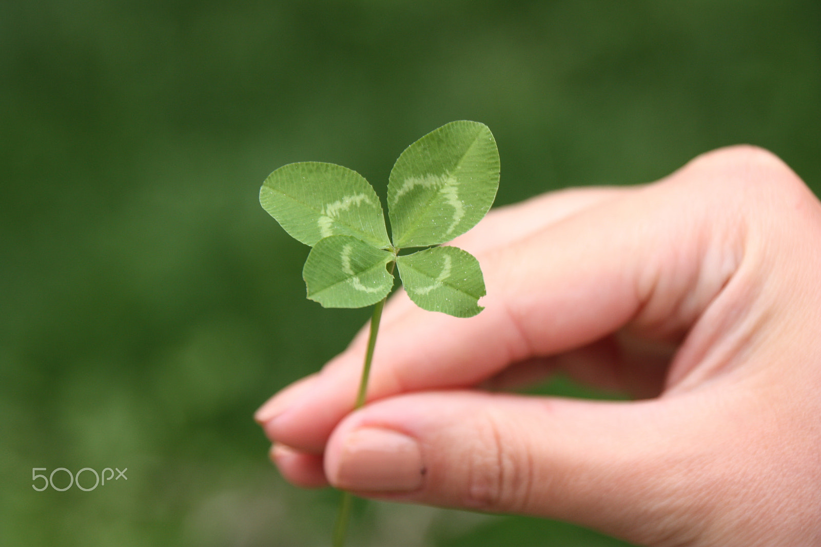 Canon EOS 450D (EOS Rebel XSi / EOS Kiss X2) sample photo. Four leaf clovers photography