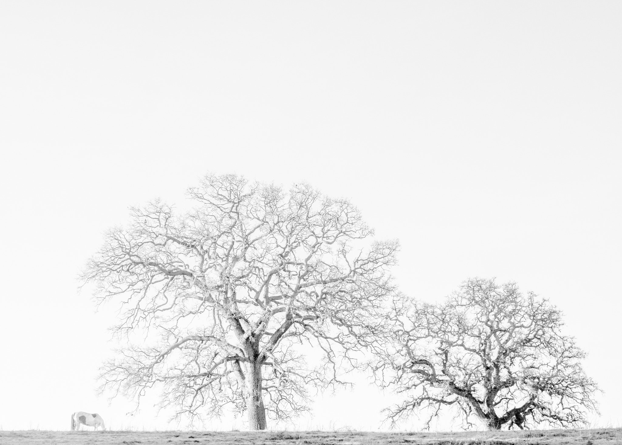 Olympus OM-D E-M1 sample photo. Frosty morning photography