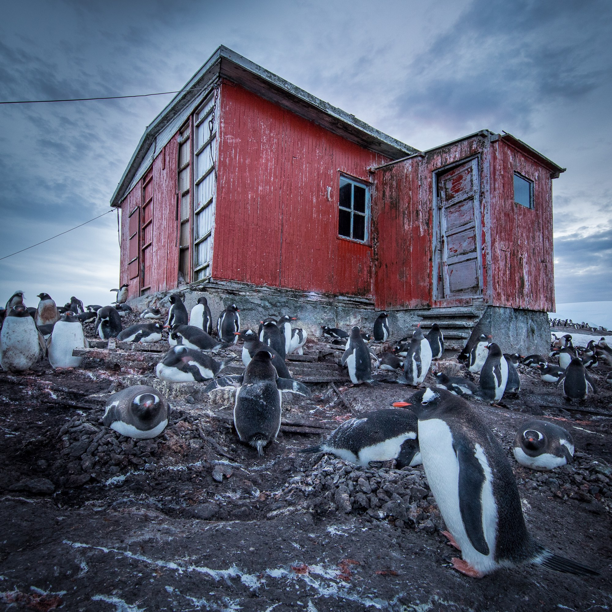 Canon EF 11-24mm F4L USM sample photo. Penguins, trinity island - 40746 photography