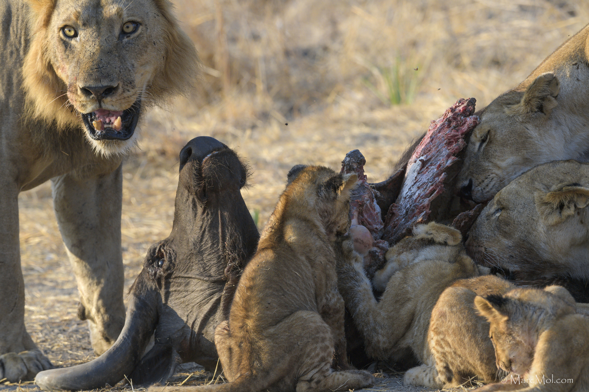 Nikon AF-S Nikkor 400mm F2.8E FL ED VR sample photo. Predator's picnic. photography