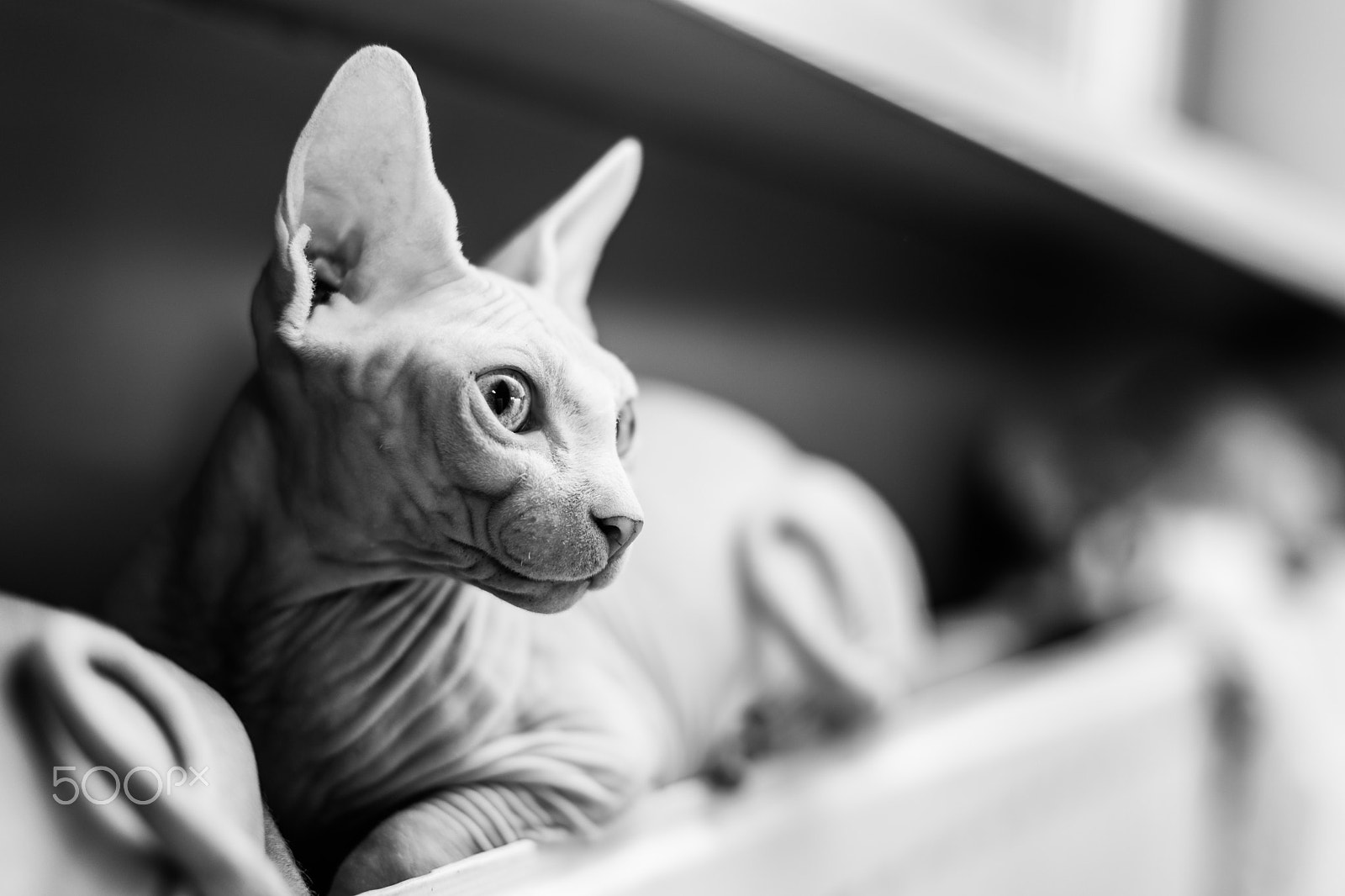 Sony a99 II + Sony 50mm F1.4 sample photo