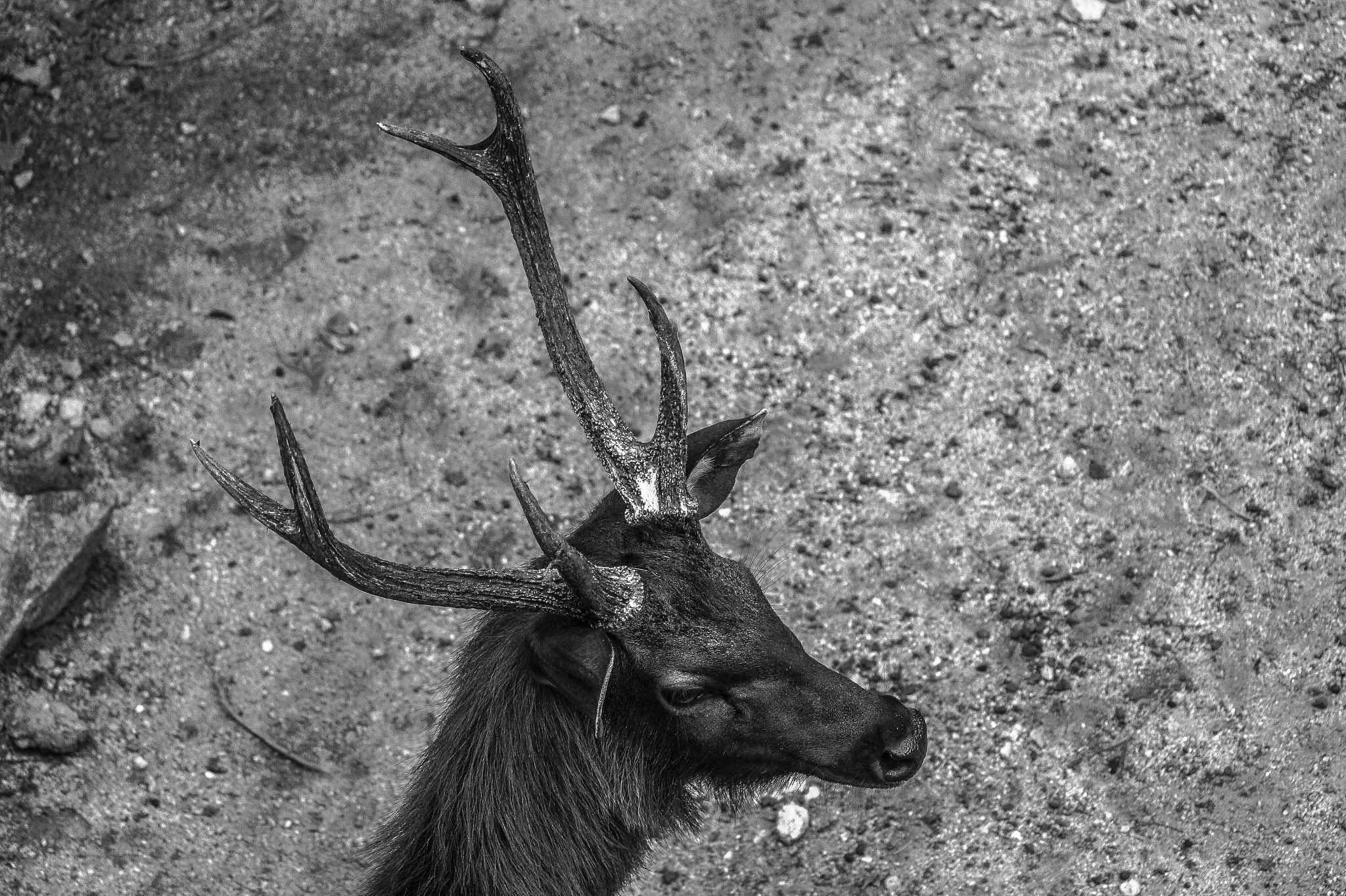 Canon EF-S 55-250mm F4-5.6 IS sample photo. Shoot the deer photography