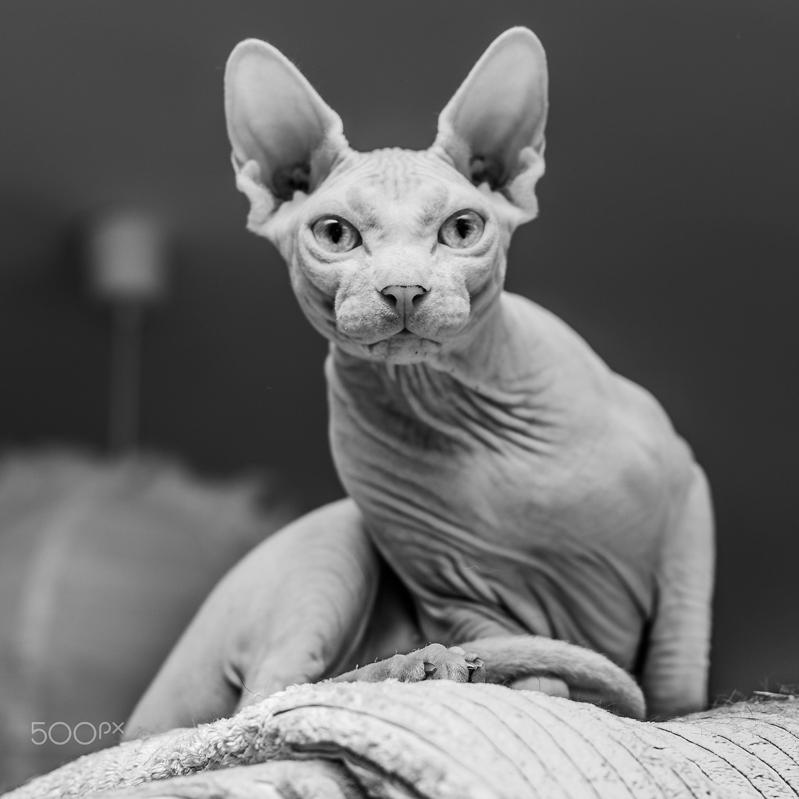 Sony a99 II + Sony 50mm F1.4 sample photo