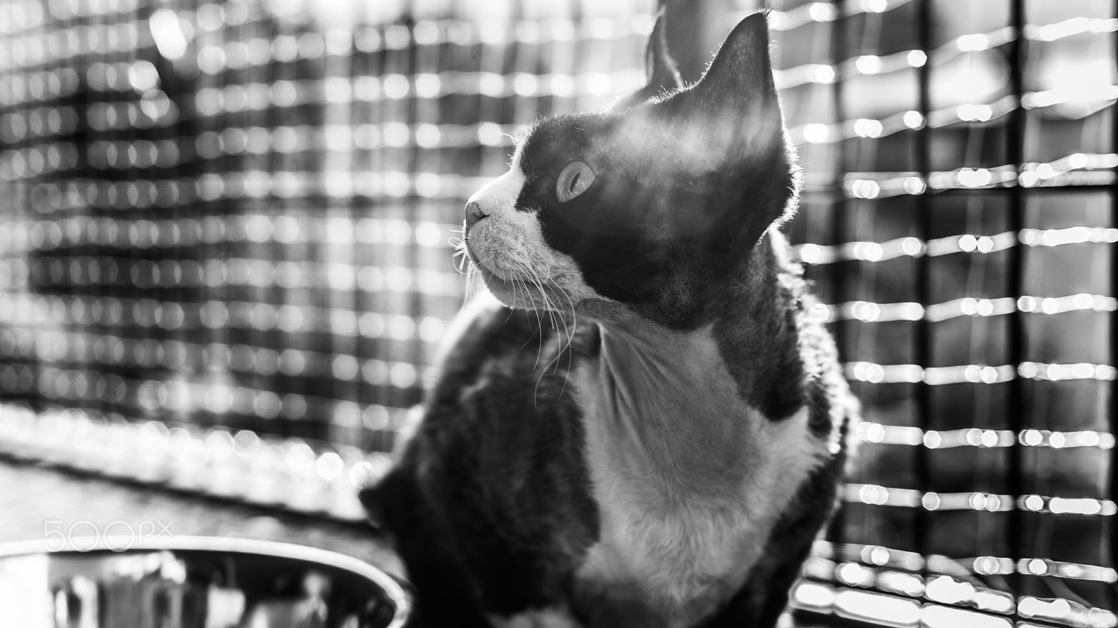 Sony a99 II + Sony 50mm F1.4 sample photo