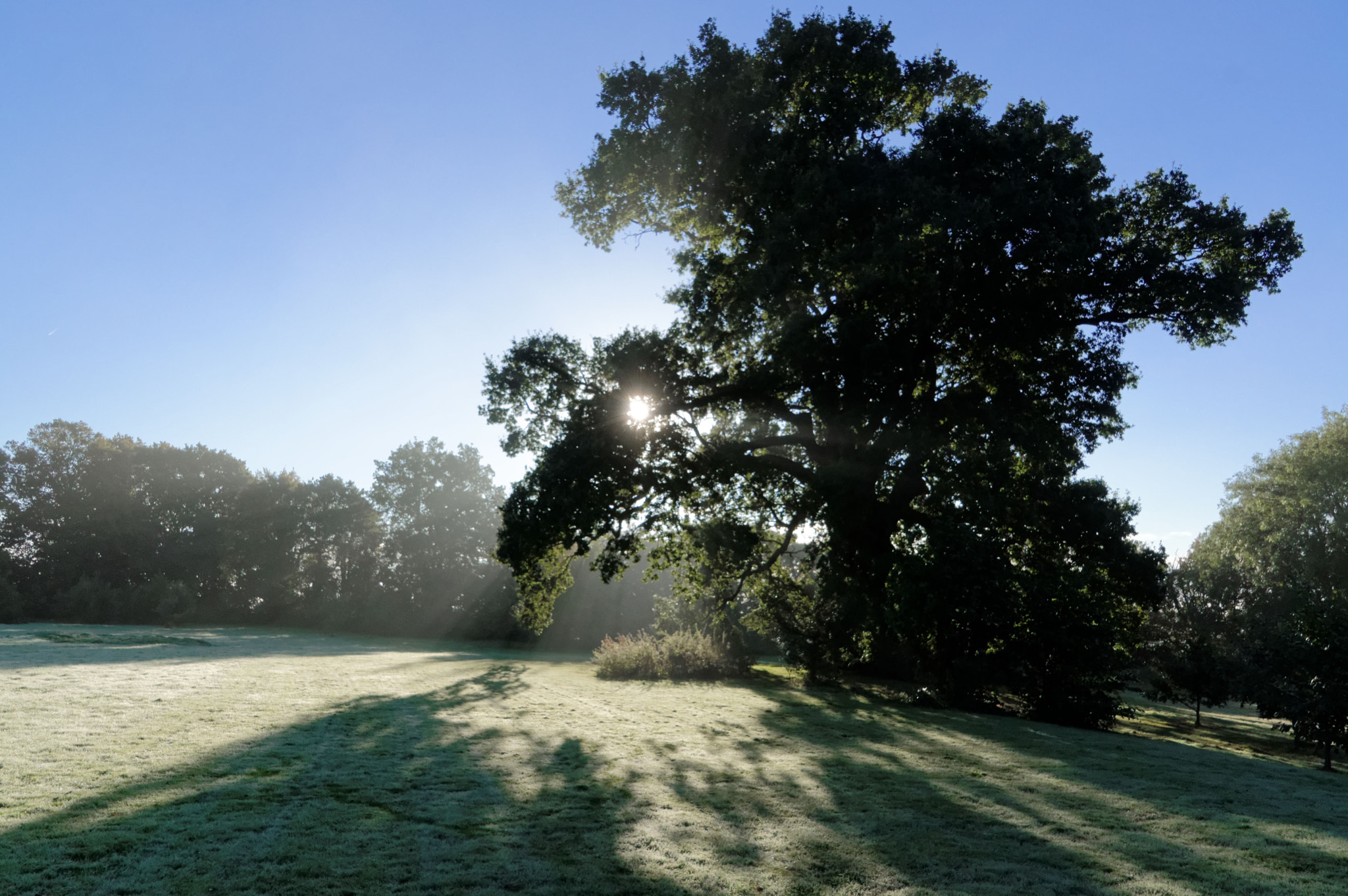 Pentax K-3 II + Pentax smc DA 18-270mm F3.5-6.3 ED SDM sample photo. Oak tree landscape photography