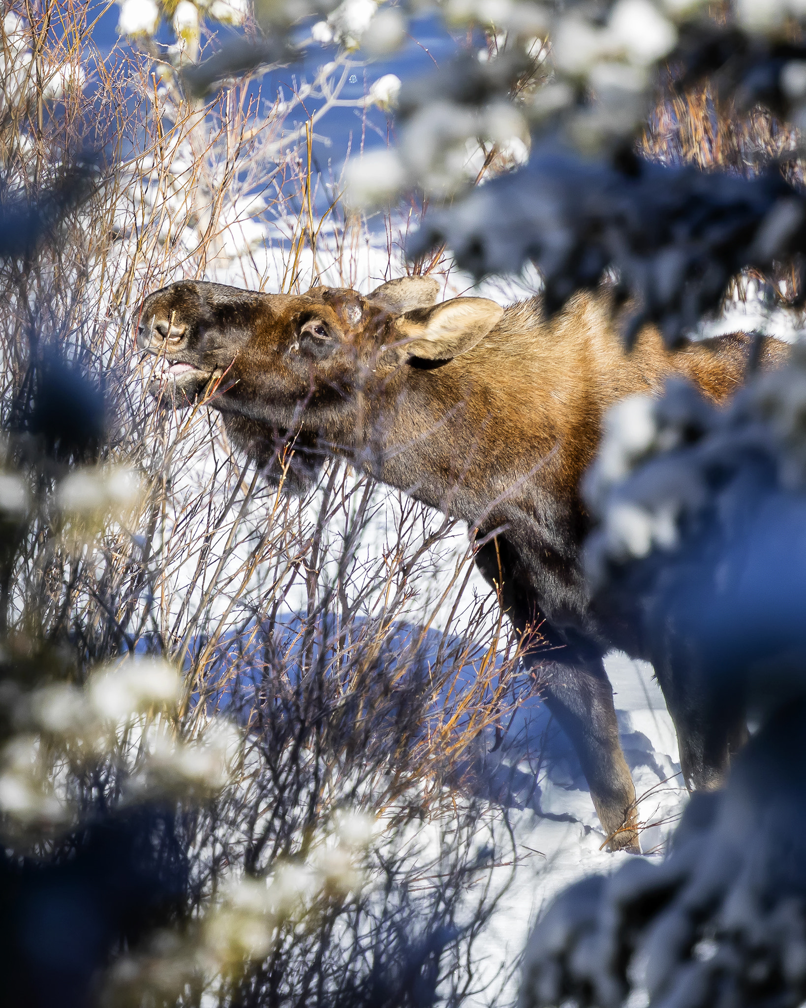 Canon EF 400mm F4 DO IS II USM sample photo. Bull moose party photography