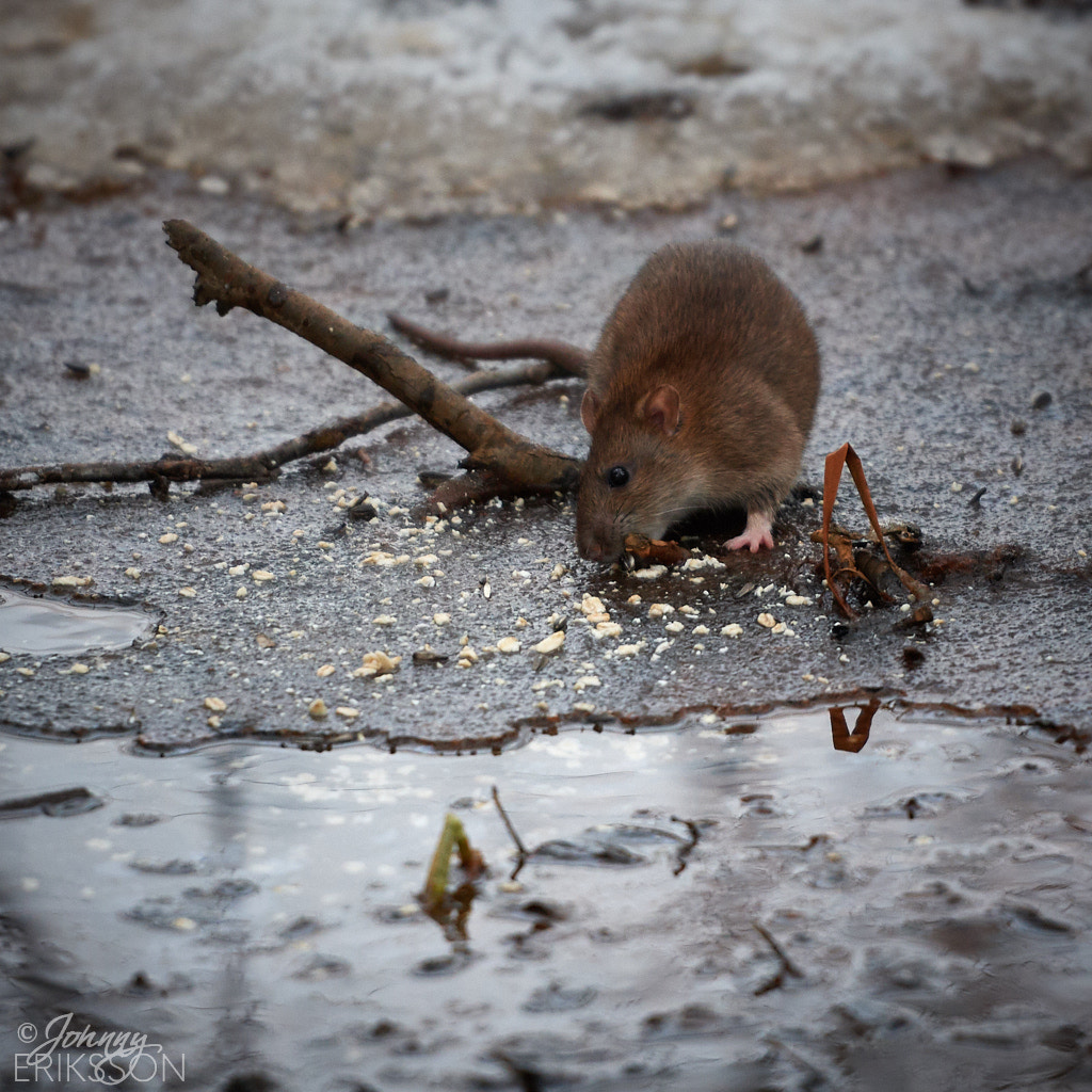 Nikon D500 sample photo. Brown rat photography