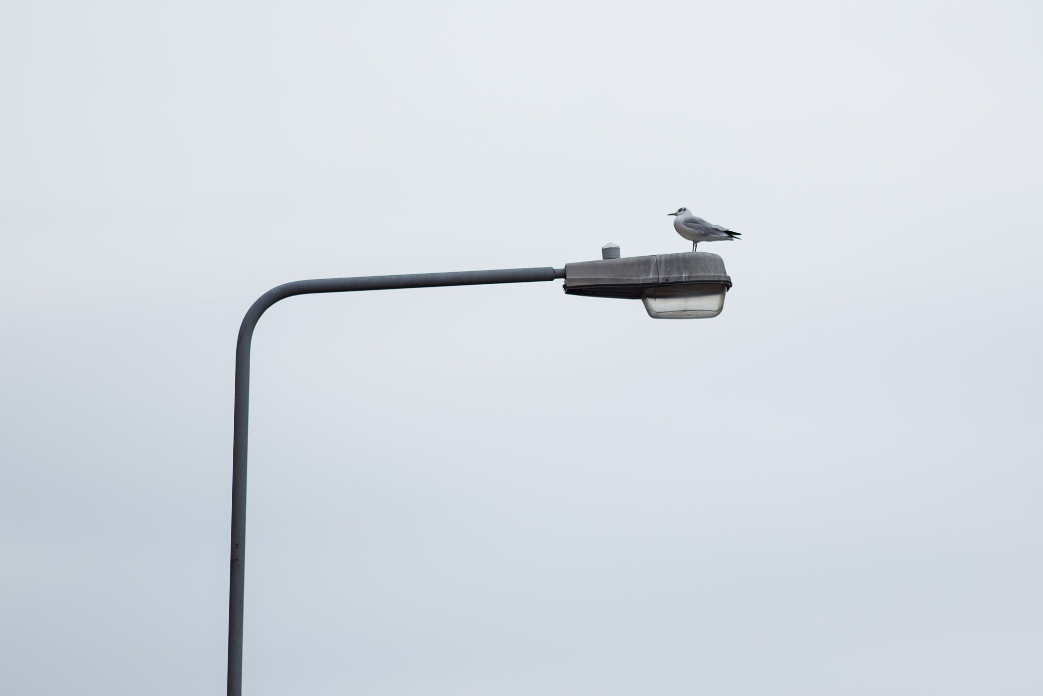 Canon EOS 6D + Canon EF 300mm F4L IS USM sample photo. Irland trip photography