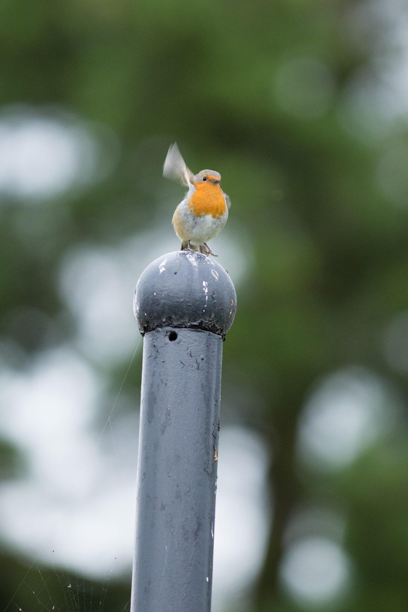 Canon EOS 6D + Canon EF 300mm F4L IS USM sample photo. Irland trip photography
