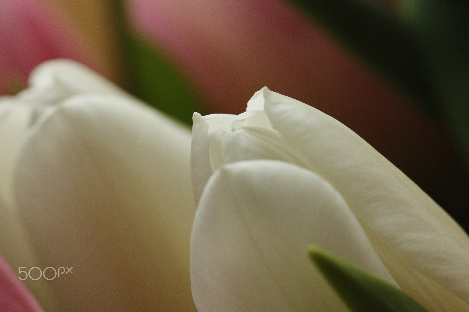 Canon EOS 70D + Sigma APO Macro 180mm F2.8 EX DG OS HSM sample photo. White tulips spring is coming photography