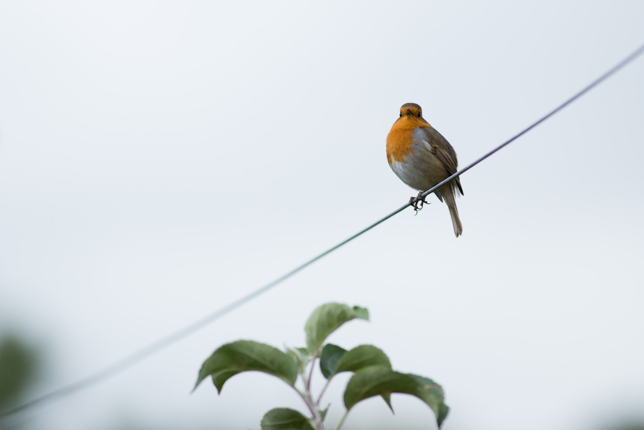 Canon EOS 6D + Canon EF 300mm F4L IS USM sample photo. Irland trip photography