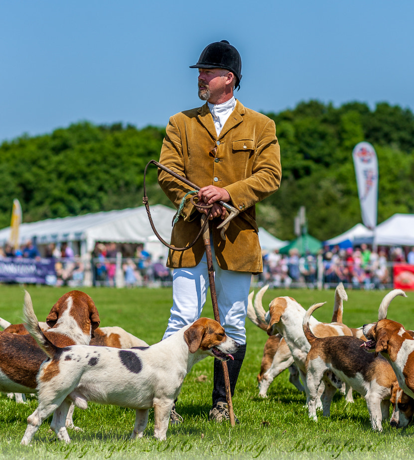 Canon EOS-1D Mark III sample photo. Westerby basset hounds and master. photography
