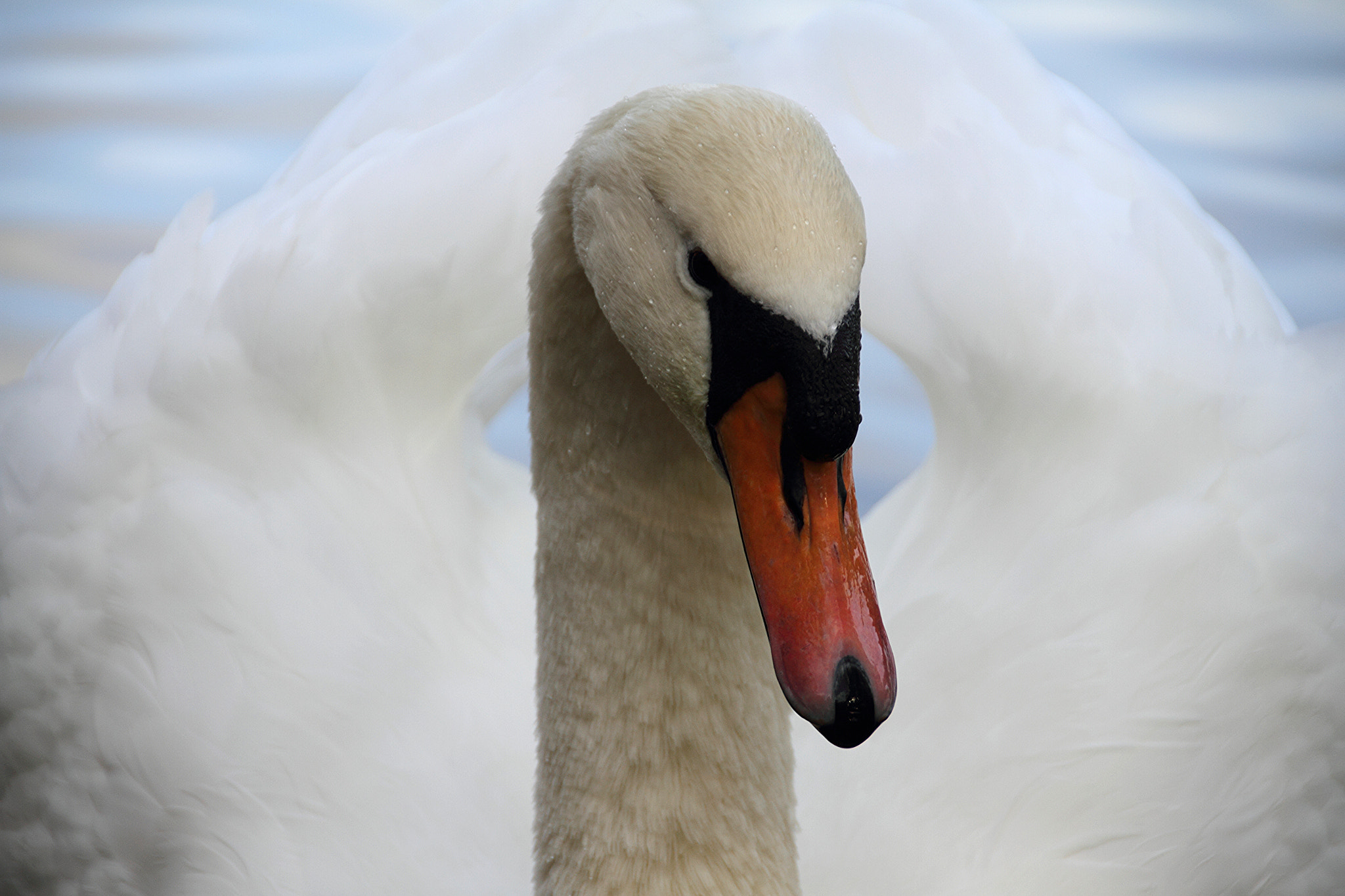 Canon EOS 7D + Sigma 18-200mm f/3.5-6.3 DC OS HSM [II] sample photo. Swan photography