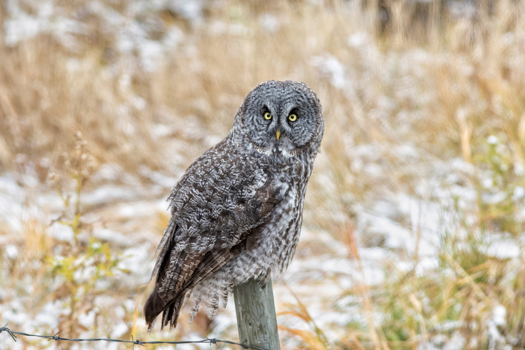 Canon EF 300mm F4L IS USM sample photo. Stare down photography