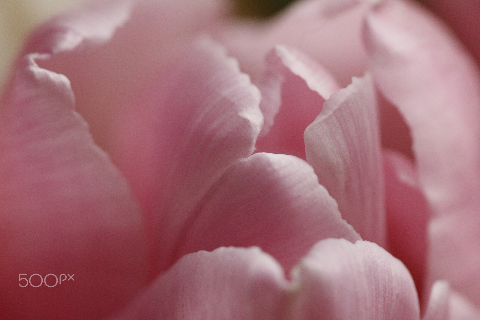 Sigma APO Macro 180mm F2.8 EX DG OS HSM sample photo. Soft pink colors of a tulip photography
