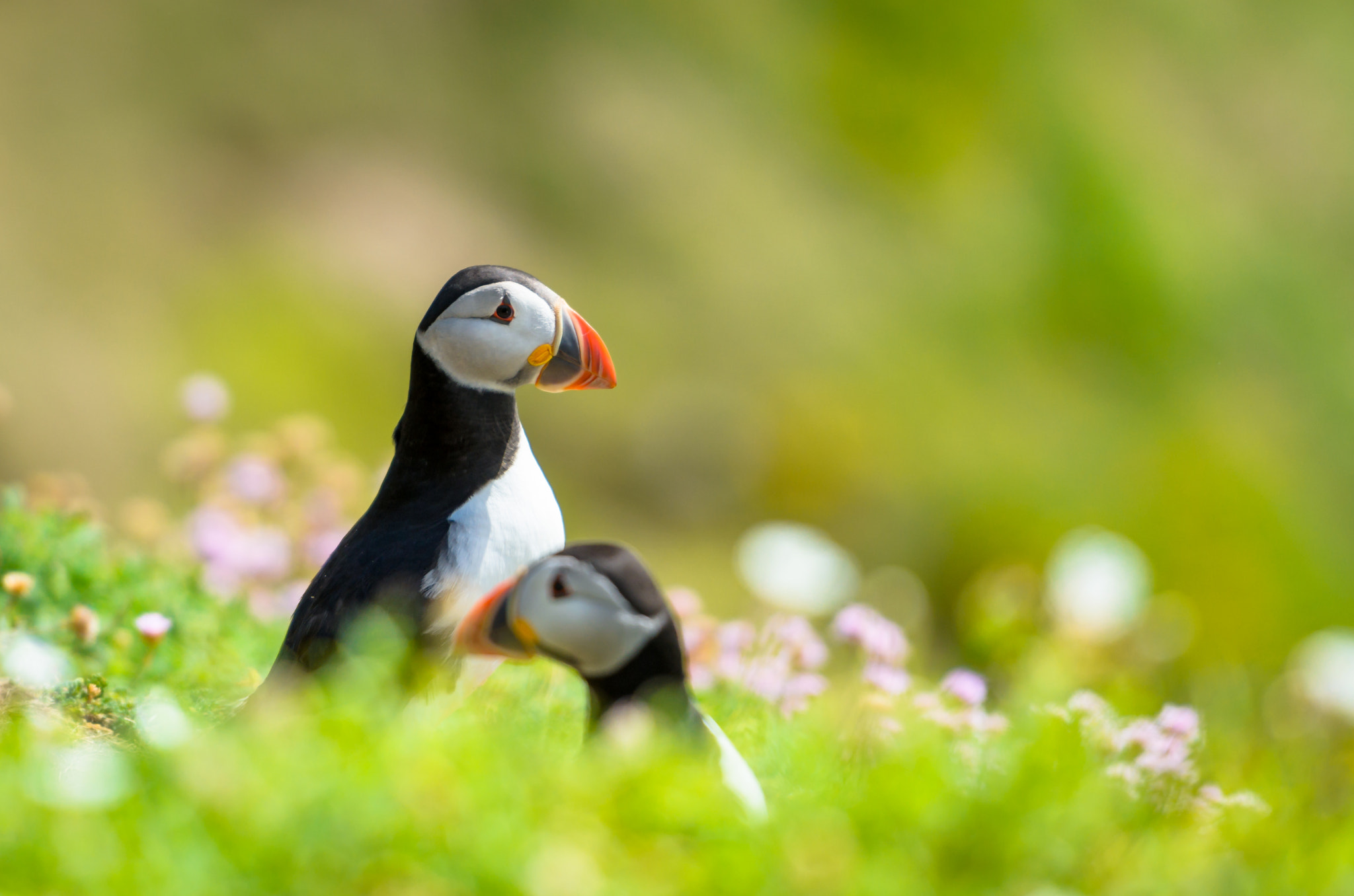 Nikon AF-S Nikkor 70-200mm F2.8G ED VR II sample photo. Puffins on great saltee island photography