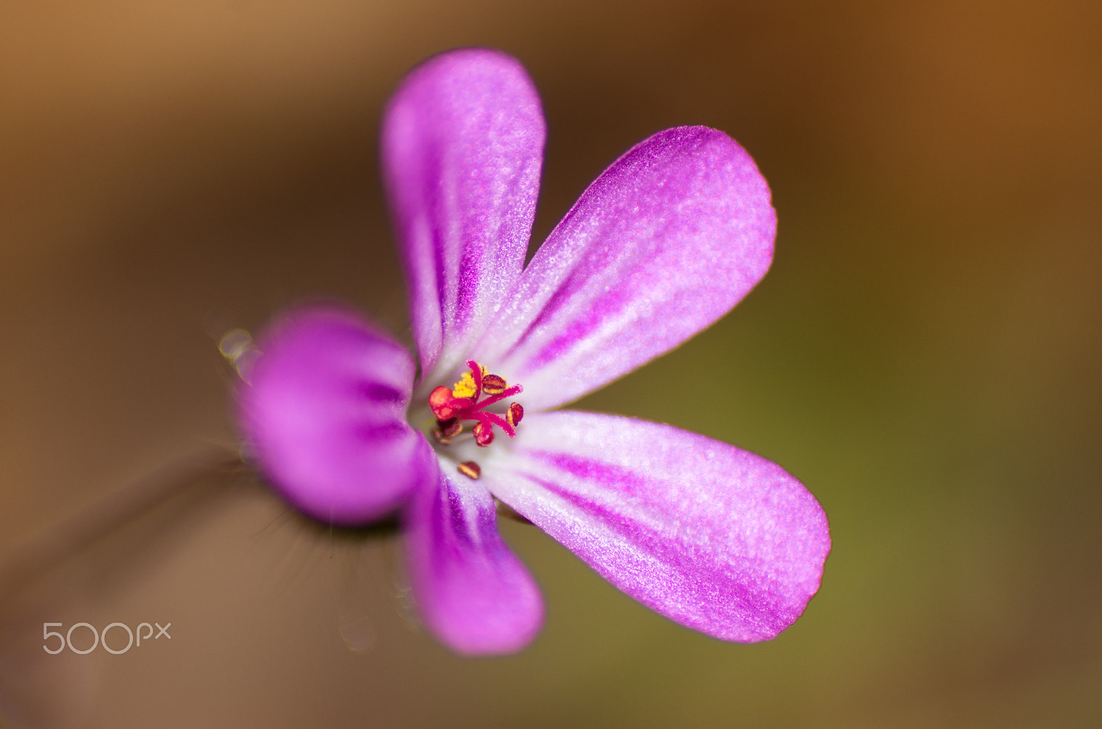 Pentax K-5 II sample photo. Purple dot in the wood photography