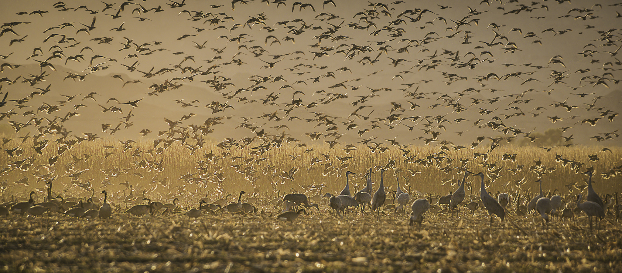 Nikon D810A + Nikon AF Nikkor 80-400mm F4.5-5.6D ED VR sample photo. Birds in paradise photography