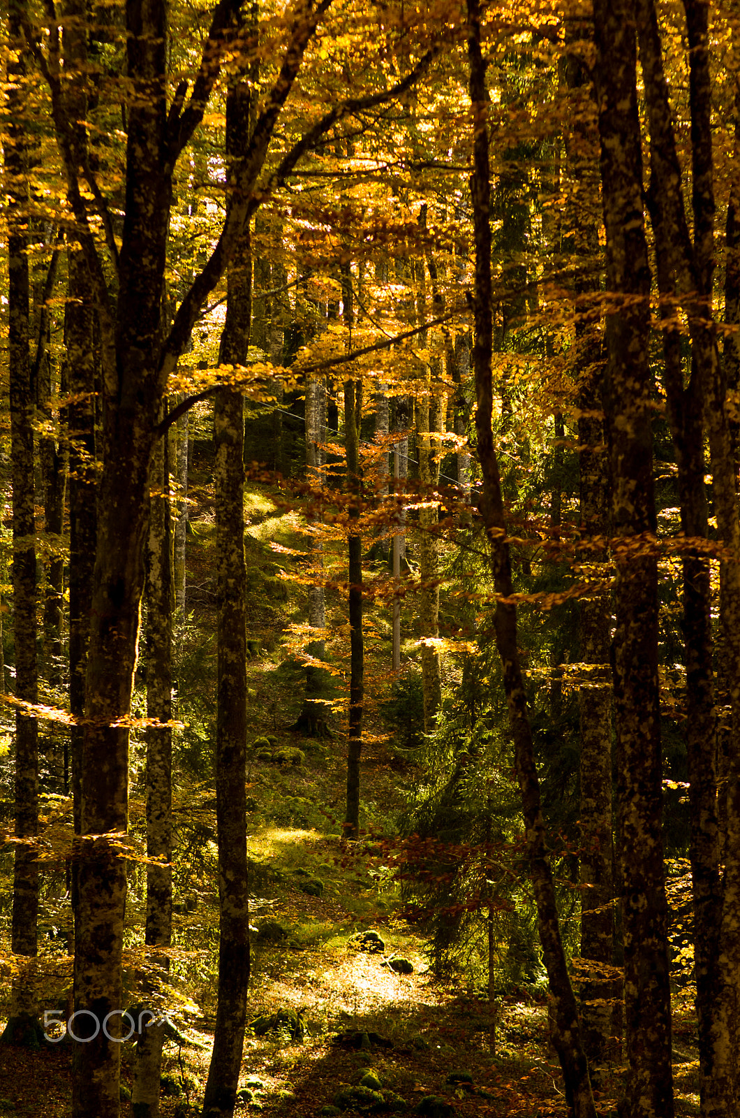 Pentax K-5 II sample photo. A window of light in the wood photography