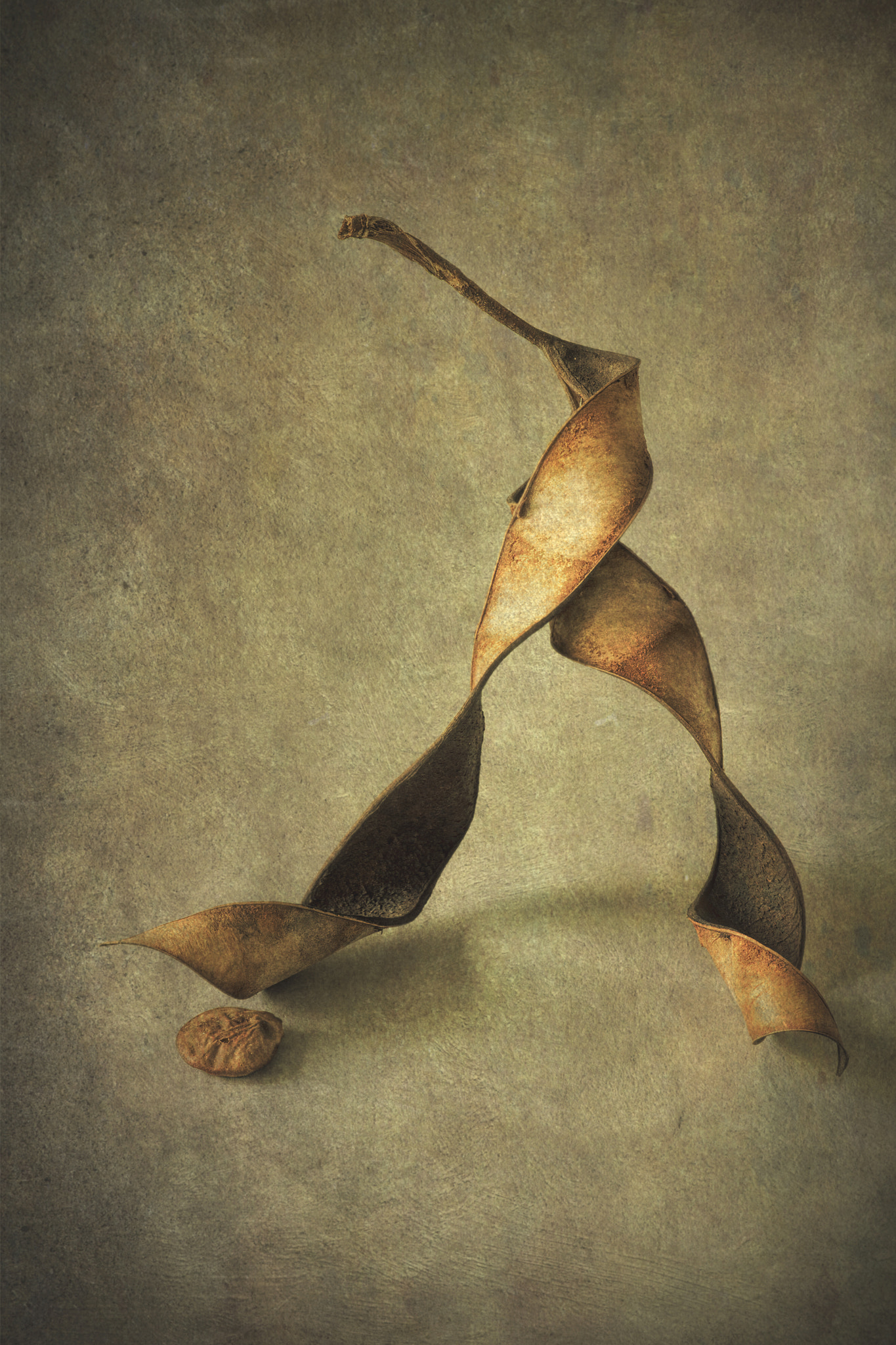 Tokina AT-X Pro 100mm F2.8 Macro sample photo. Seed pod #1 photography