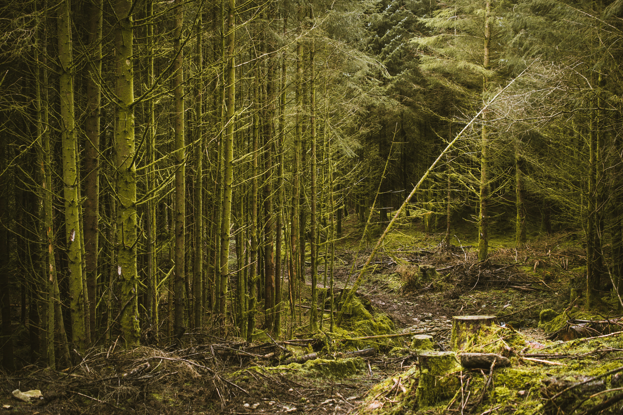 Nikon AF-S DX Micro Nikkor 40mm F2.8 sample photo. Lost in the forest photography