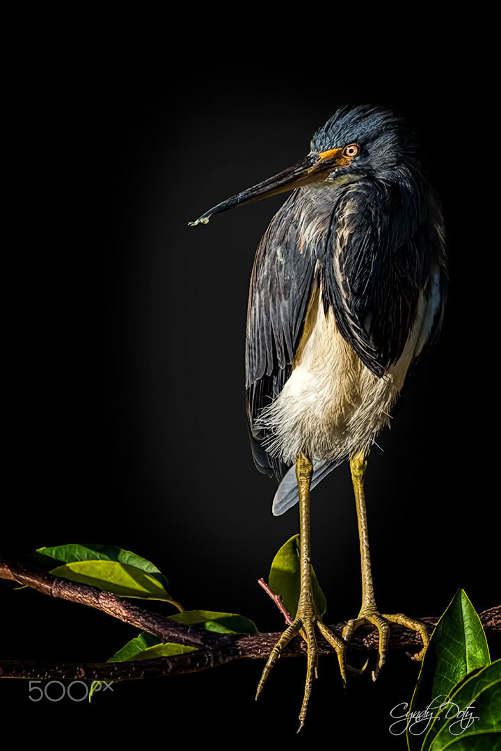 Sigma 150-600mm F5-6.3 DG OS HSM | C sample photo. Ptooey... photography
