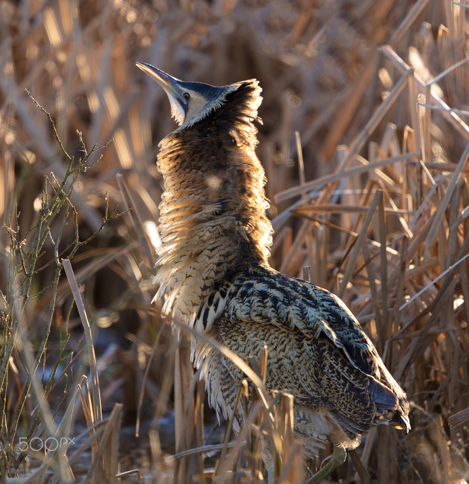 Canon EF 200mm F2.8L II USM sample photo. Great bittern photography