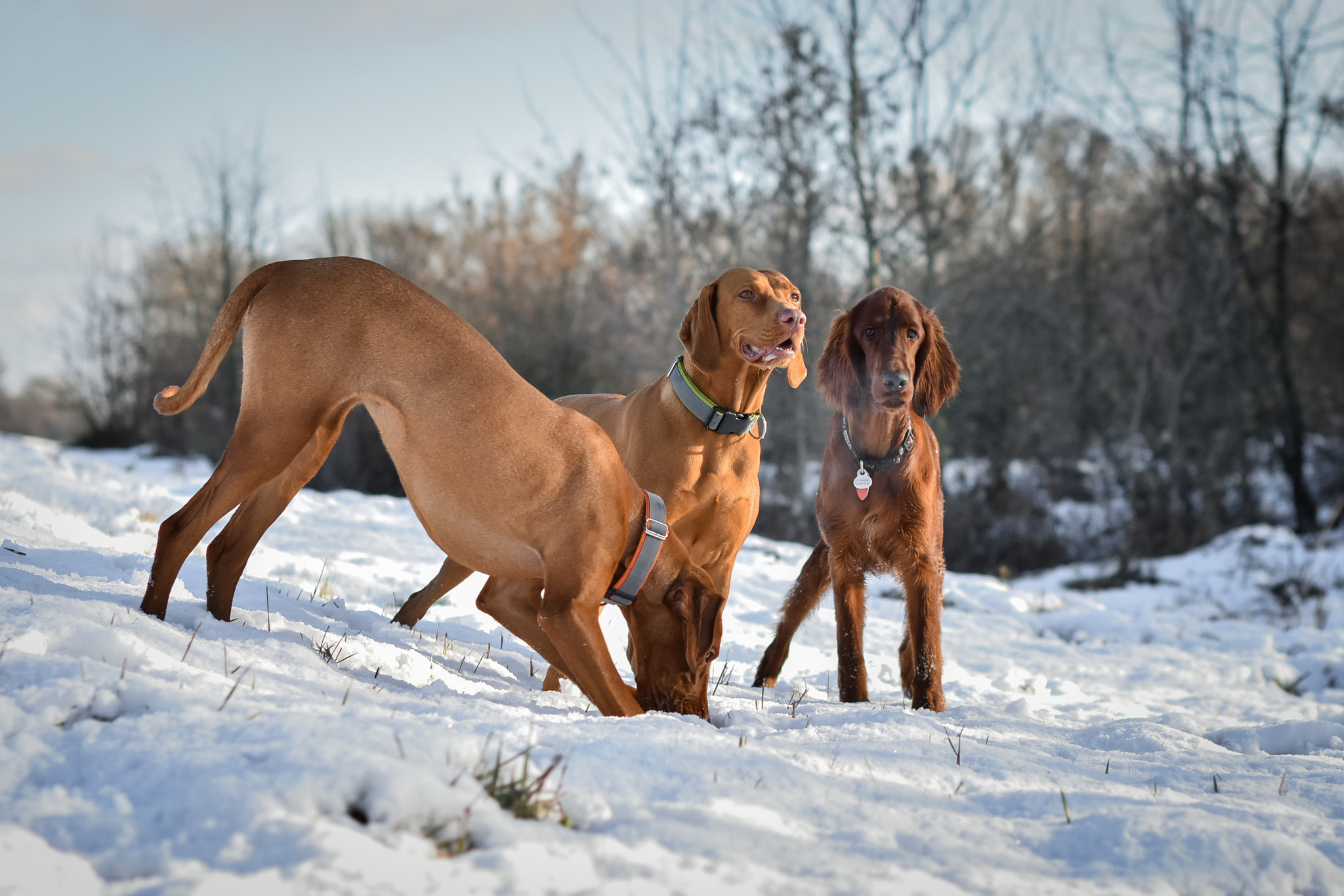 Nikon D7200 sample photo. Zoe, indii and juliette photography