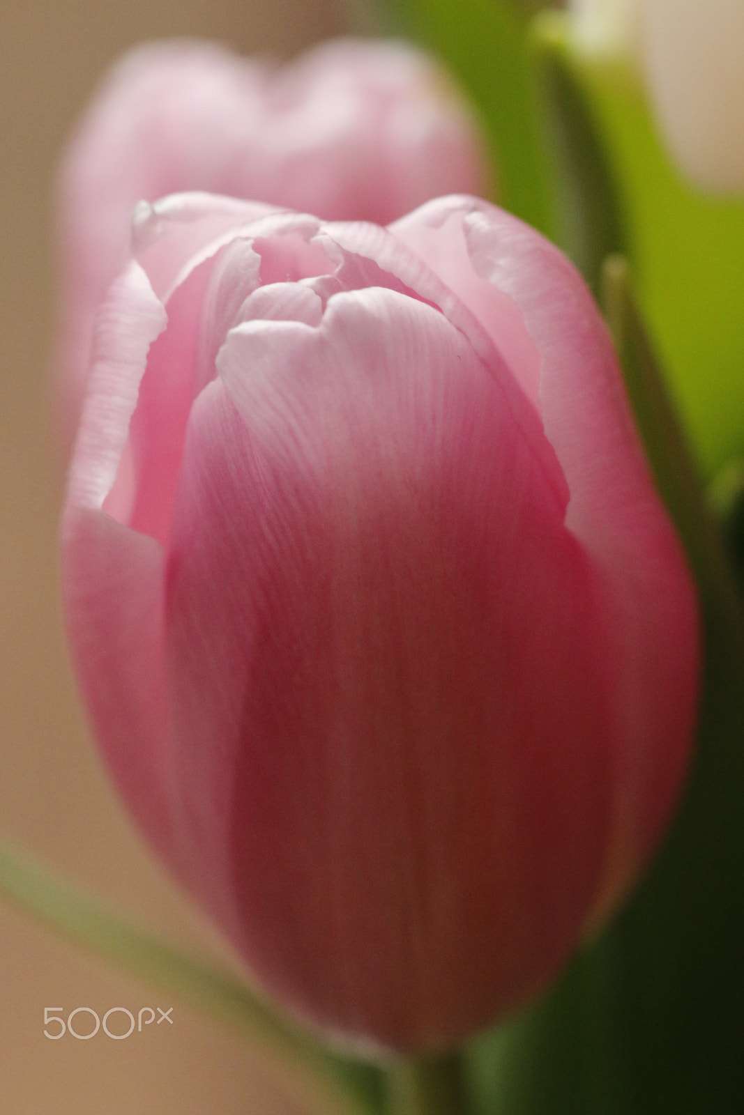 Canon EOS 70D sample photo. Pink tulip in the light photography