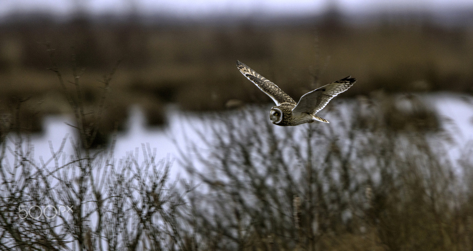 Canon EF 300mm F2.8L IS USM sample photo. Mosehornugle photography