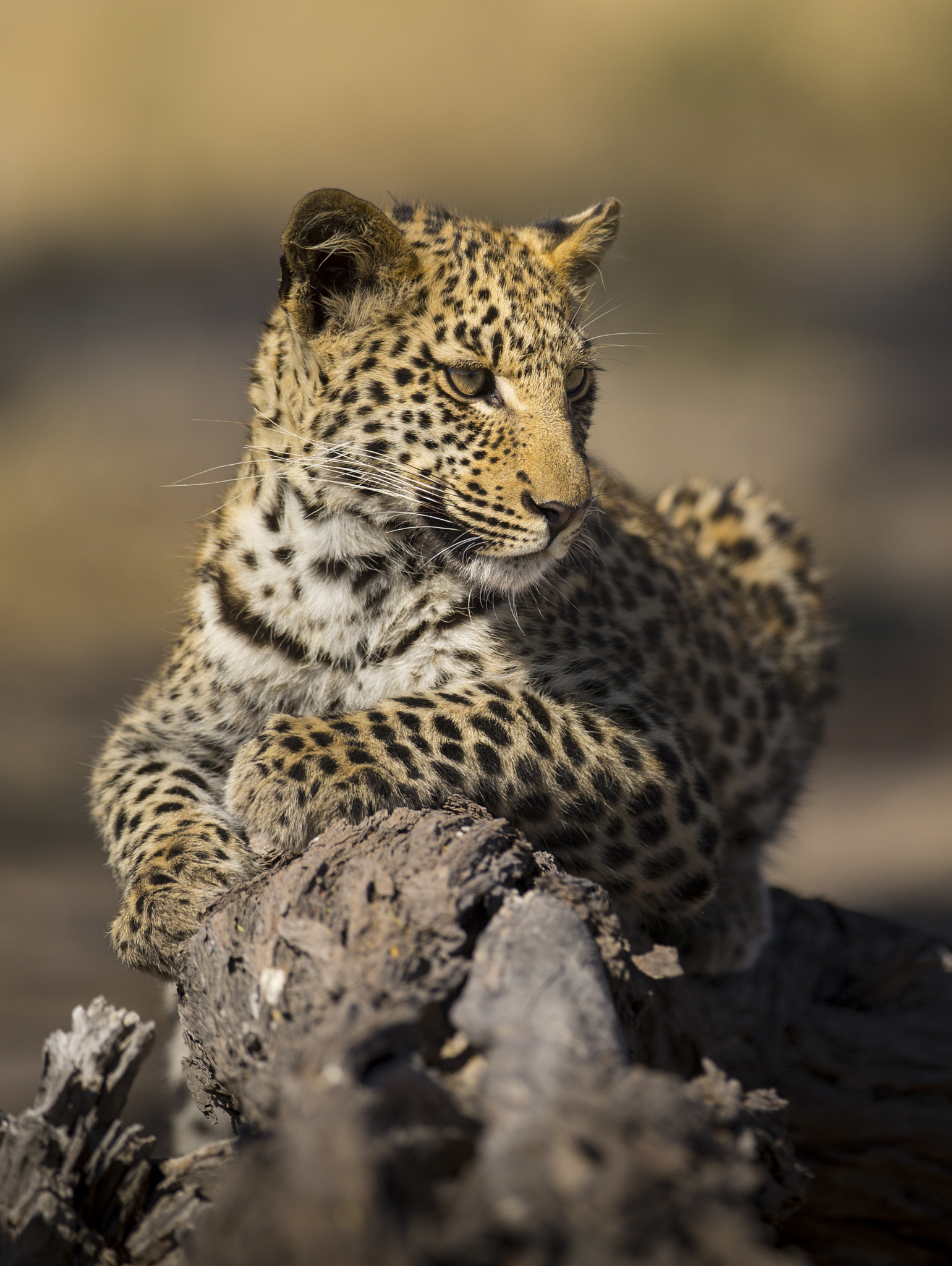 Canon EOS-1D X + Canon EF 300mm F2.8L IS II USM sample photo. Big cats of africa photography