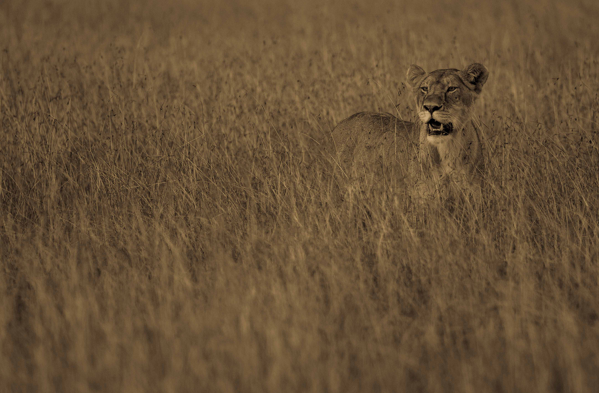 Canon EF 300mm F2.8L IS II USM sample photo. Big cats of africa photography