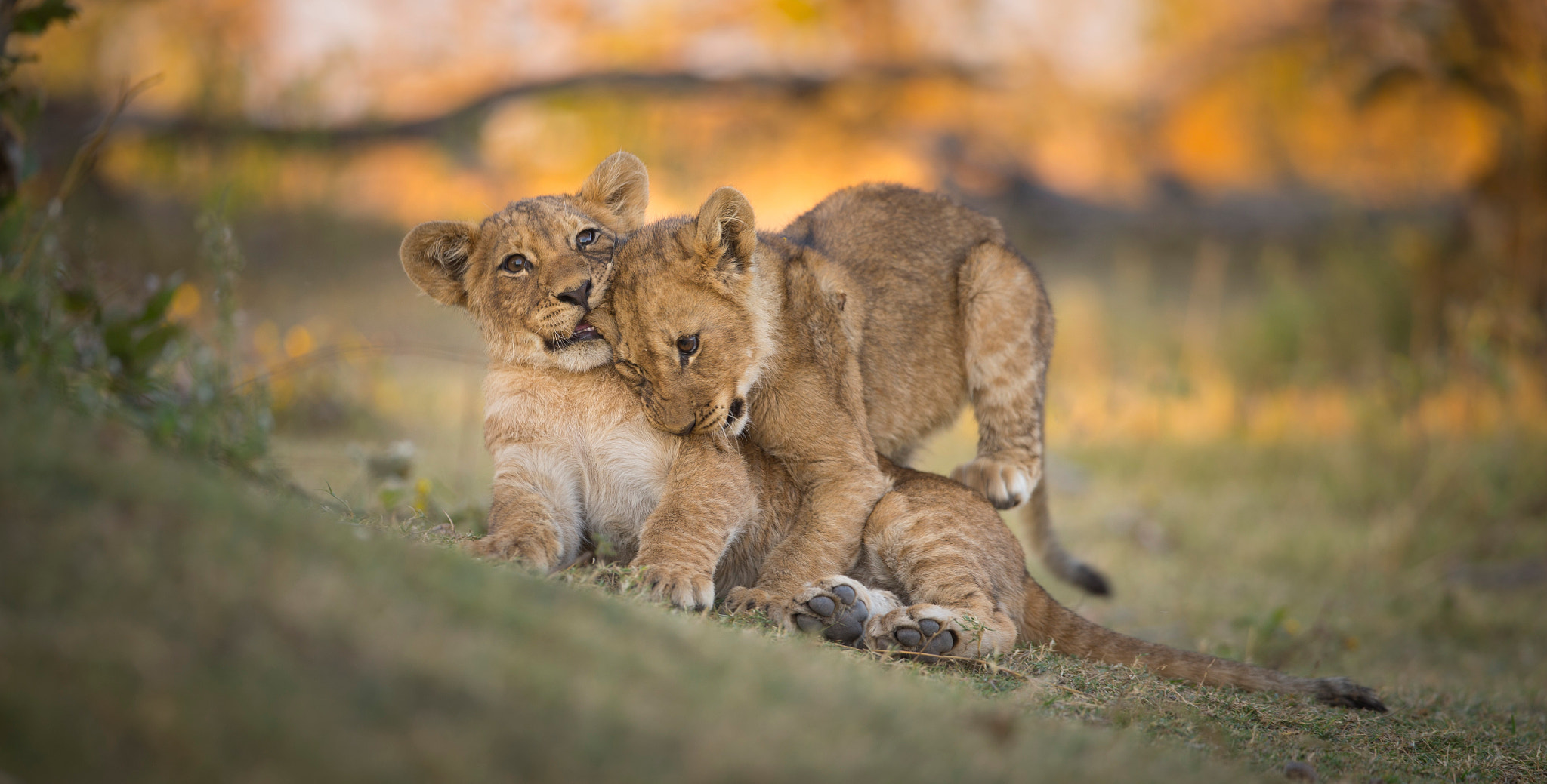Canon EF 300mm F2.8L IS II USM sample photo. Big cats of africa photography
