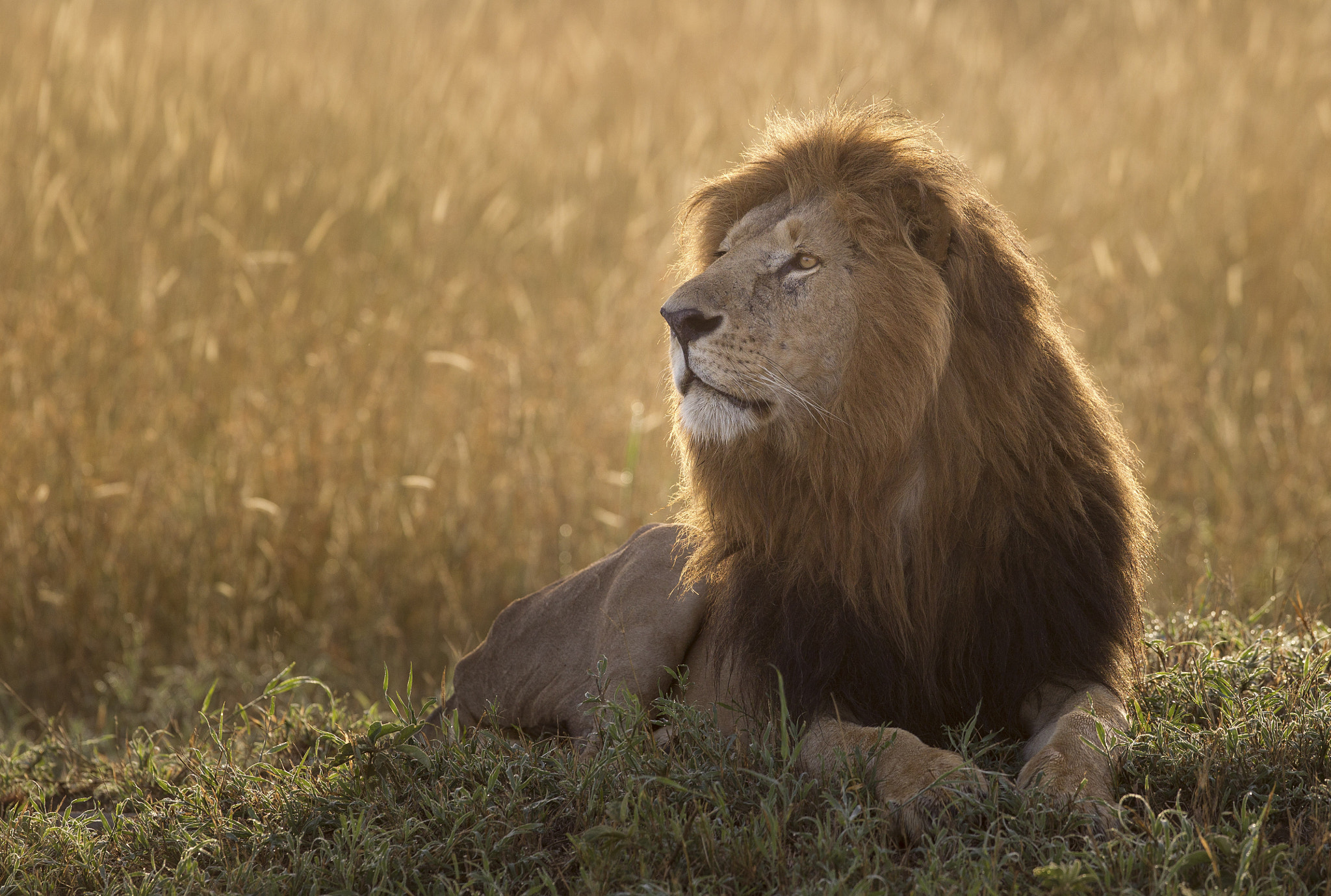 Canon EOS-1D Mark IV sample photo. Big cats of africa photography