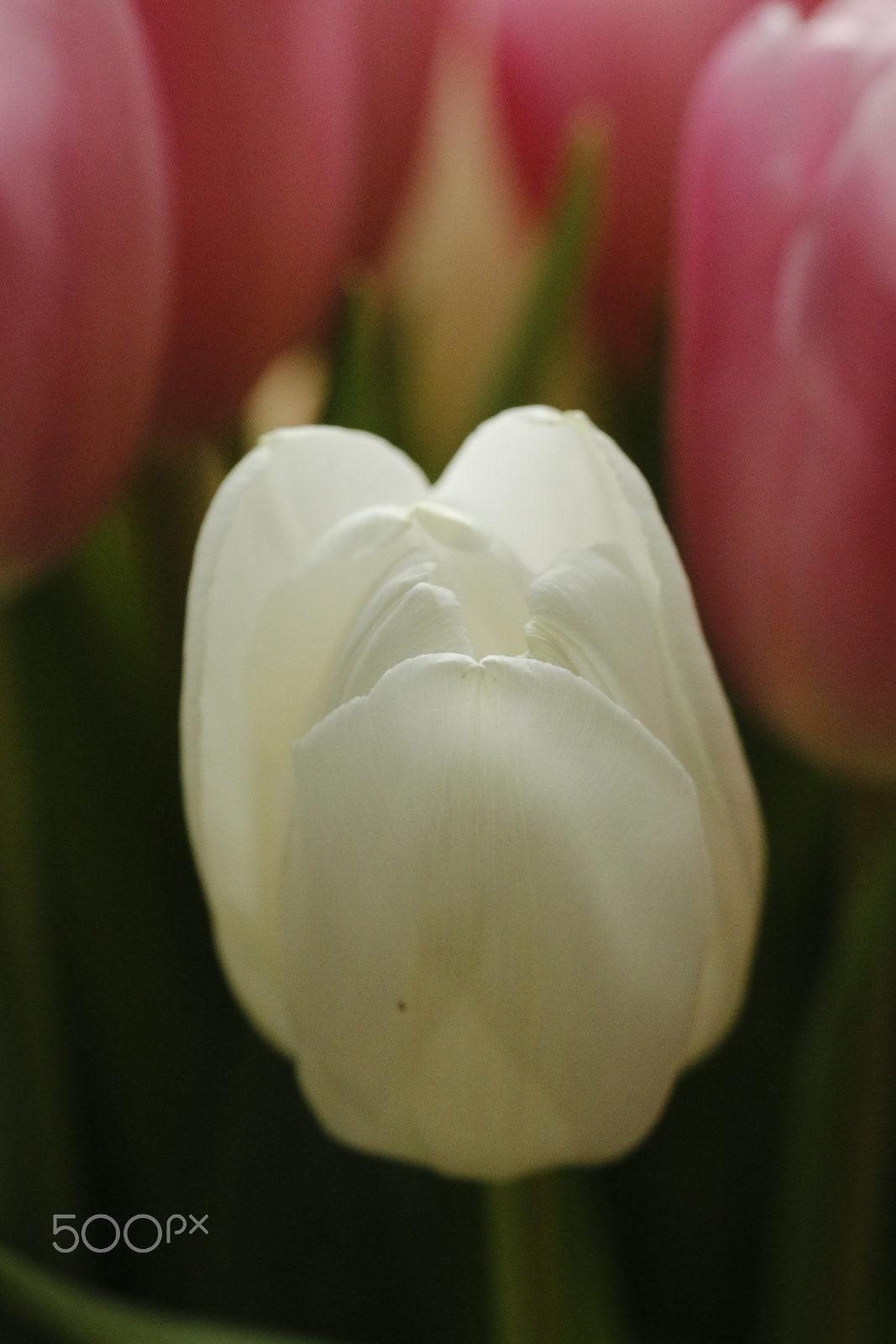 Canon EOS 70D sample photo. White and pink tulips photography