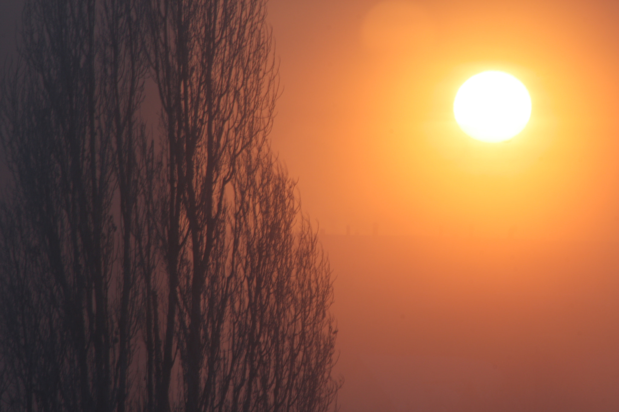 Canon EOS 450D (EOS Rebel XSi / EOS Kiss X2) sample photo. Sun in a fog photography