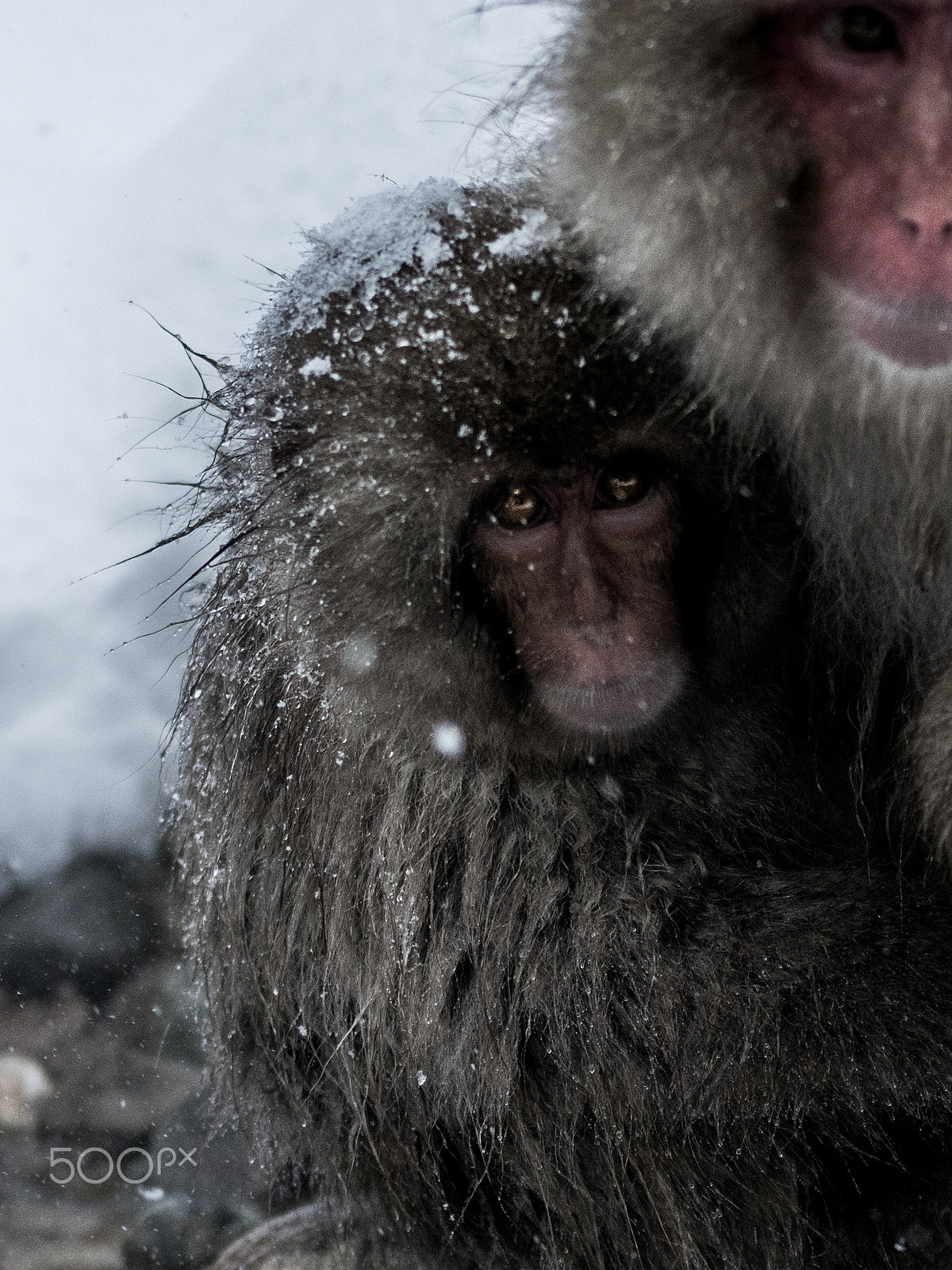 70-200mm F2.8 sample photo. Snow monkey photography
