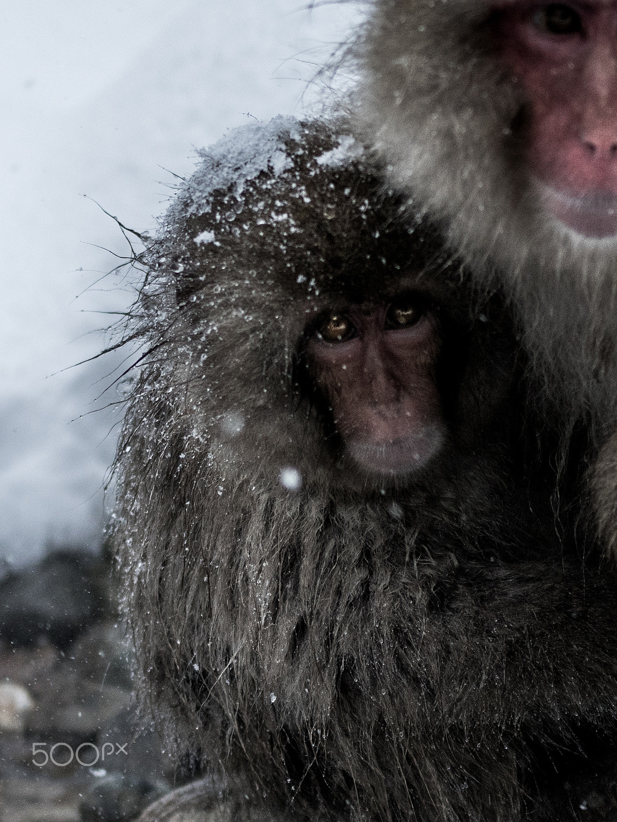 Sony a7R + 70-200mm F2.8 sample photo. Snow monkey photography