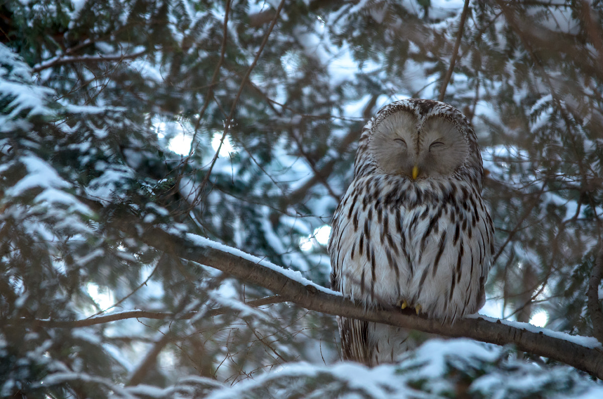 Sigma 150-500mm F5-6.3 DG OS HSM sample photo. Ural owl photography