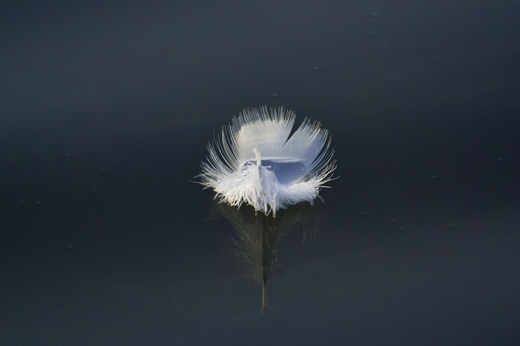 Nikon 1 V3 sample photo. Swan boat photography