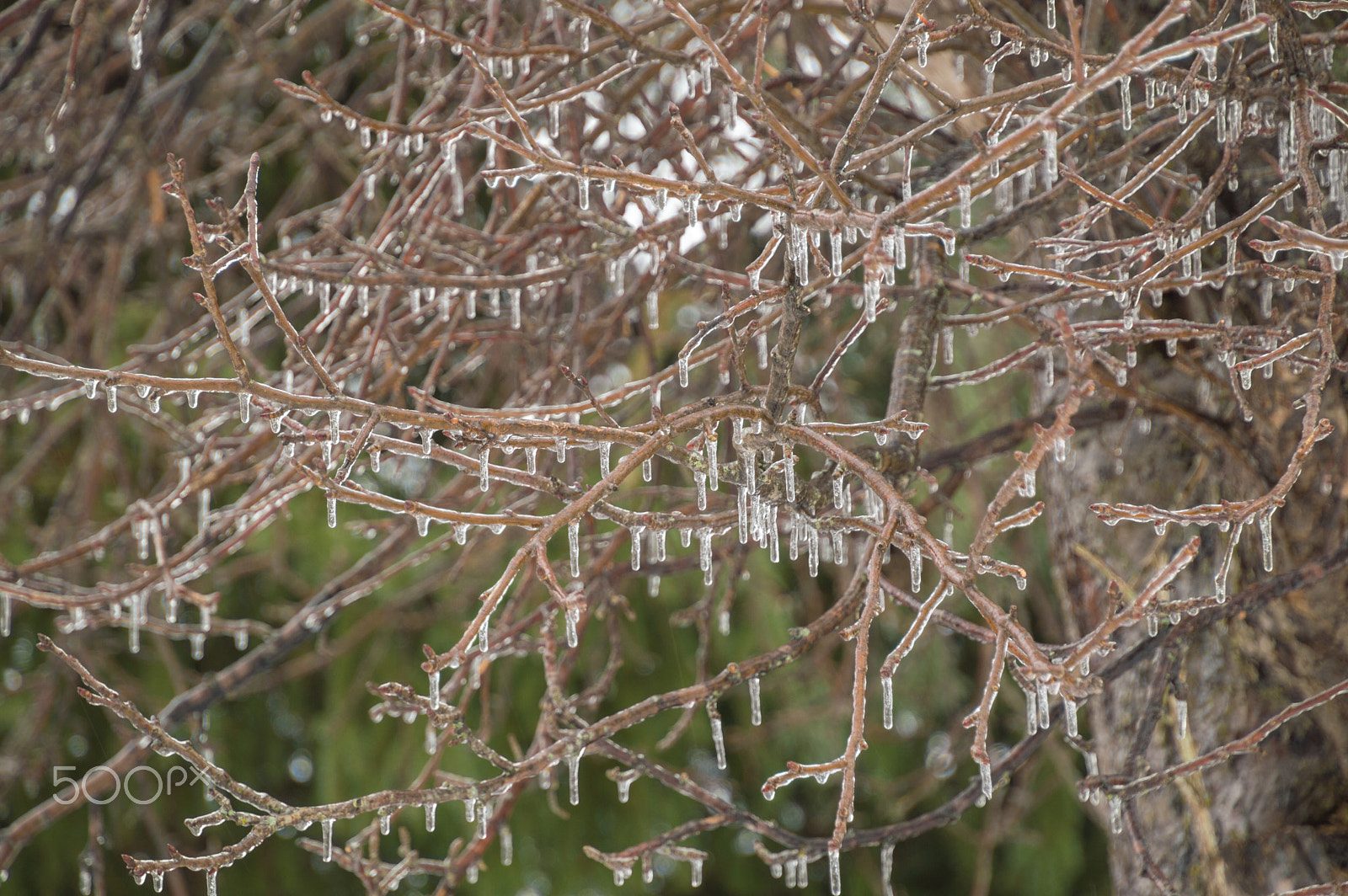 Nikon D3200 sample photo. Frozen apple tree branches with icicles background photography