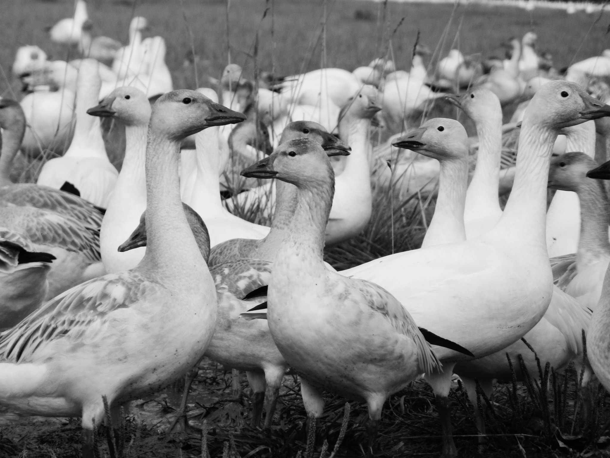 Panasonic DMC-ZS10 sample photo. Snow geese photography