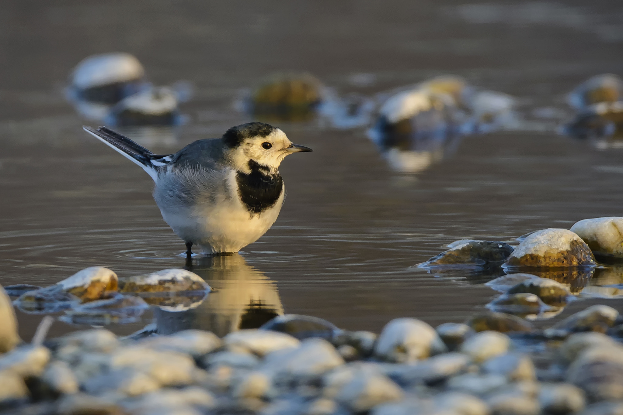 Nikon D610 + Tamron SP 150-600mm F5-6.3 Di VC USD sample photo. White wagtail photography