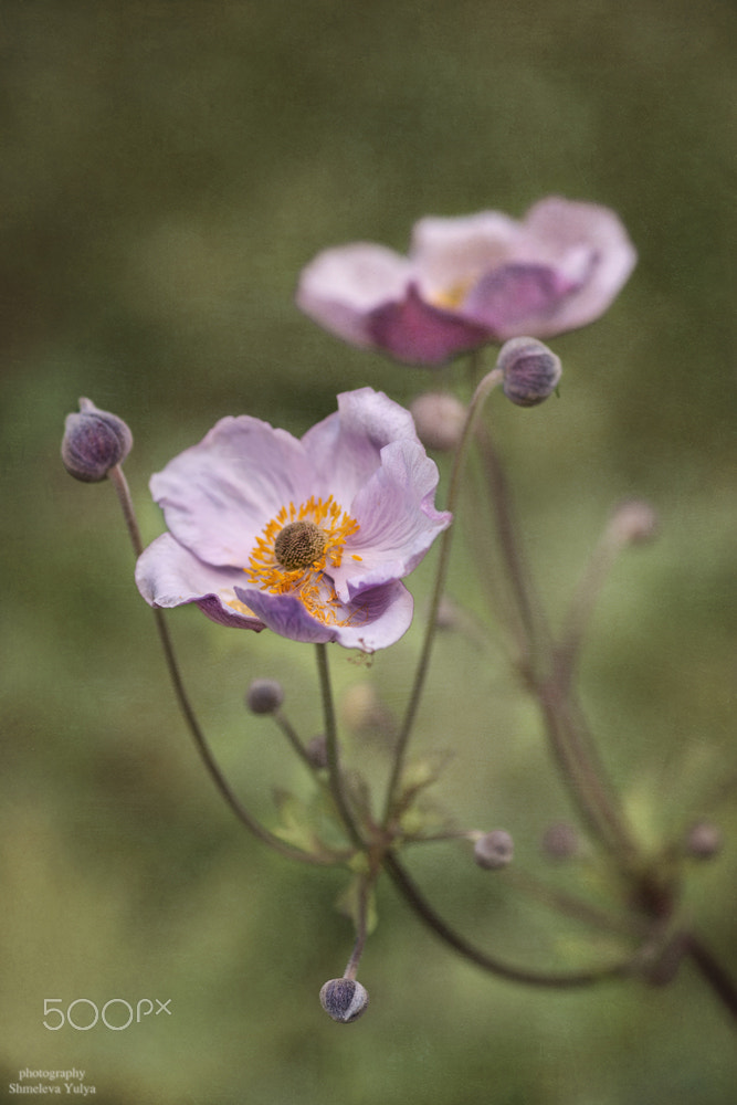 Sony a99 II + Minolta AF 100mm F2.8 Macro [New] sample photo. Anemone photography