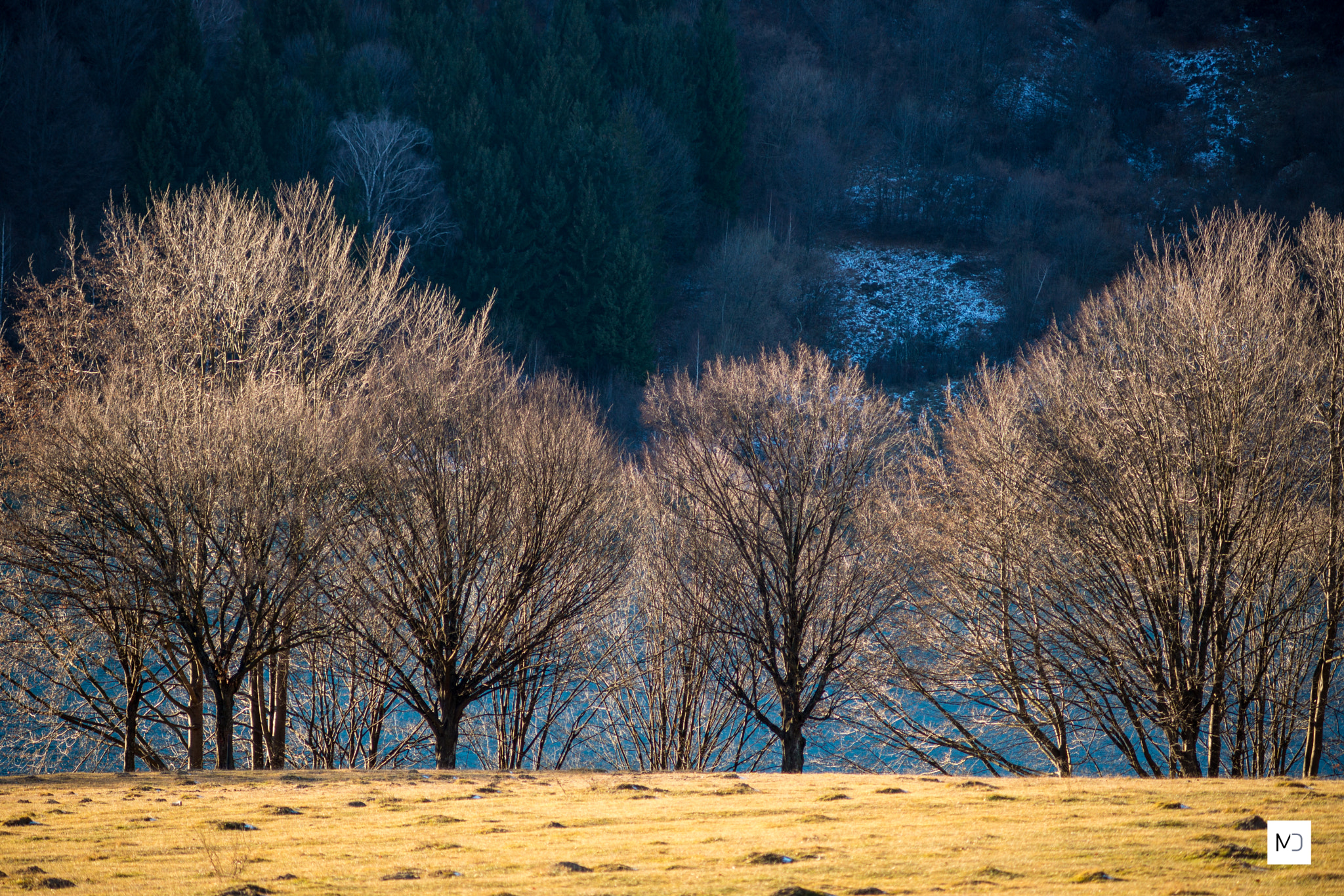 Sony a99 II + Minolta AF 70-210mm F4 Macro sample photo. Winter nature photography