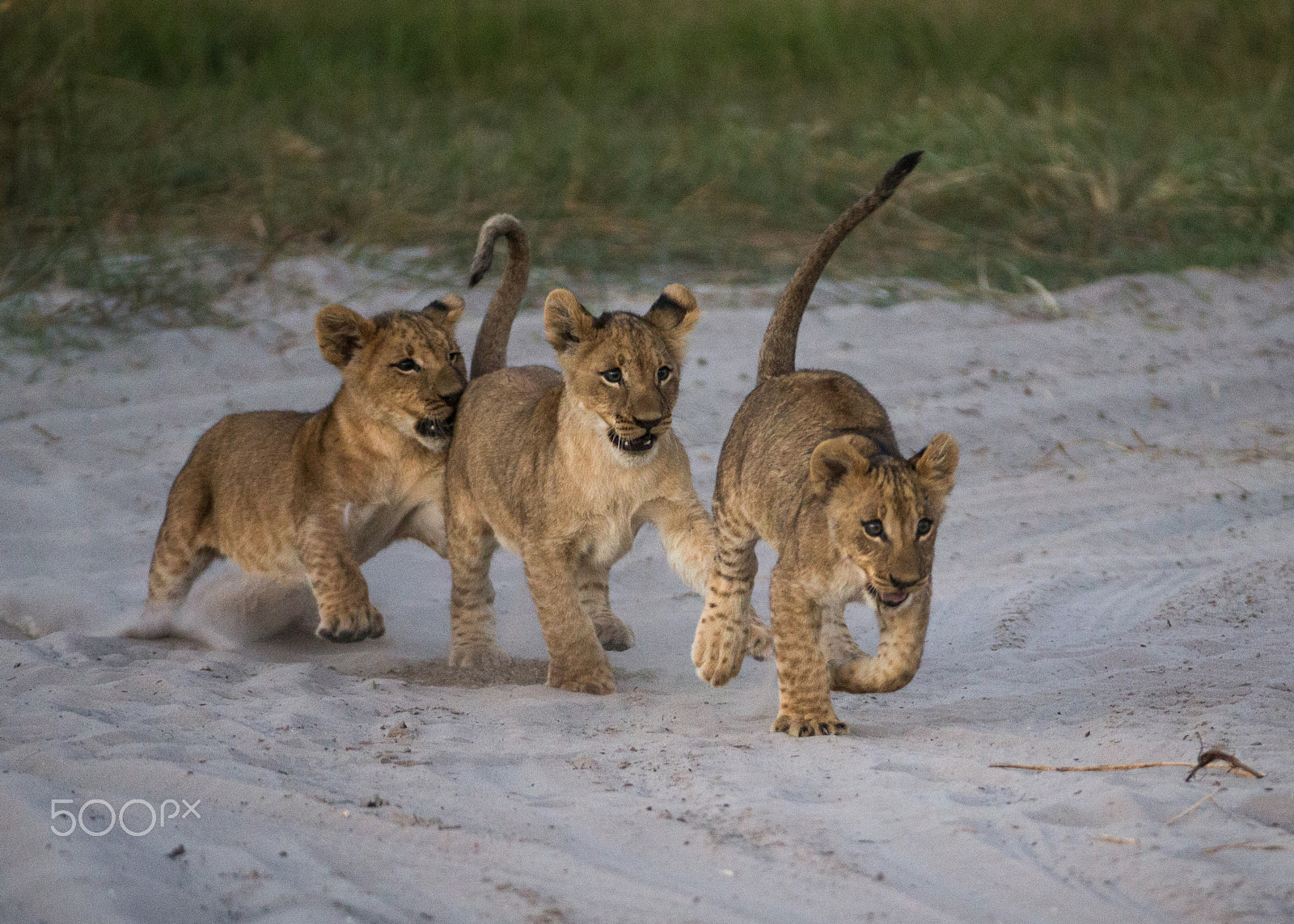 Canon EOS-1D X + Canon EF 200-400mm F4L IS USM Extender 1.4x sample photo. The cubs of selinda at play photography