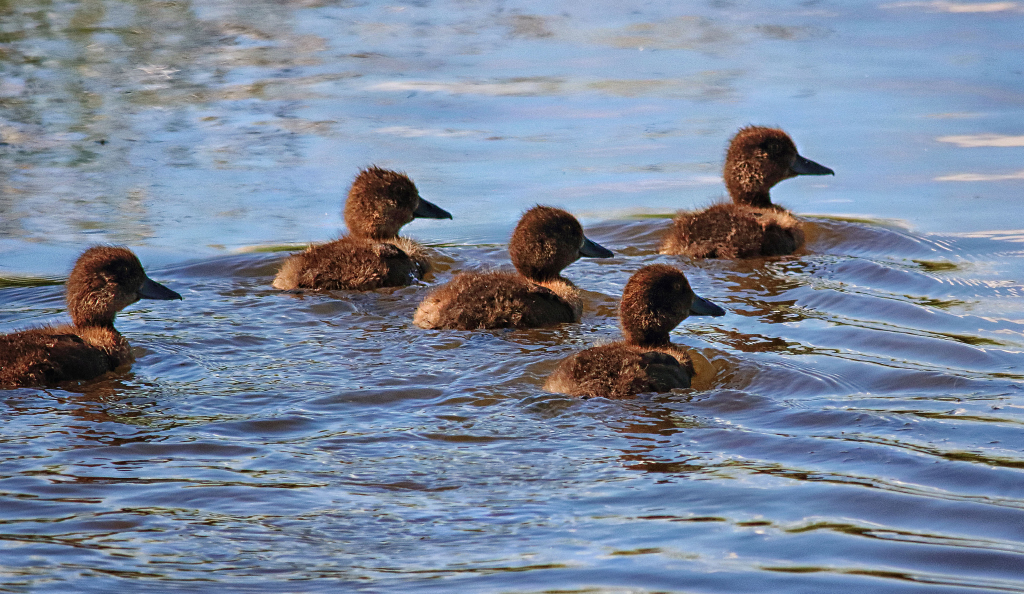 Canon EOS 7D Mark II + Canon EF 400mm F5.6L USM sample photo. Tufted duck chicks photography